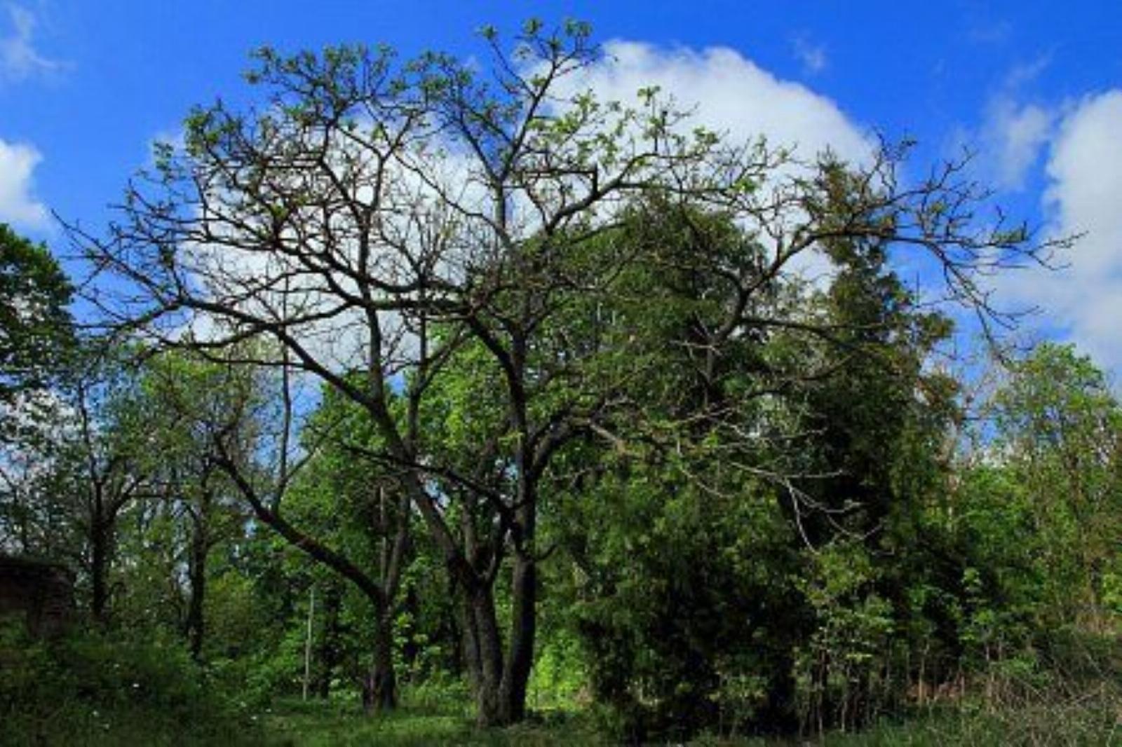 Парк (фрагменты) Парк (фрагменты)