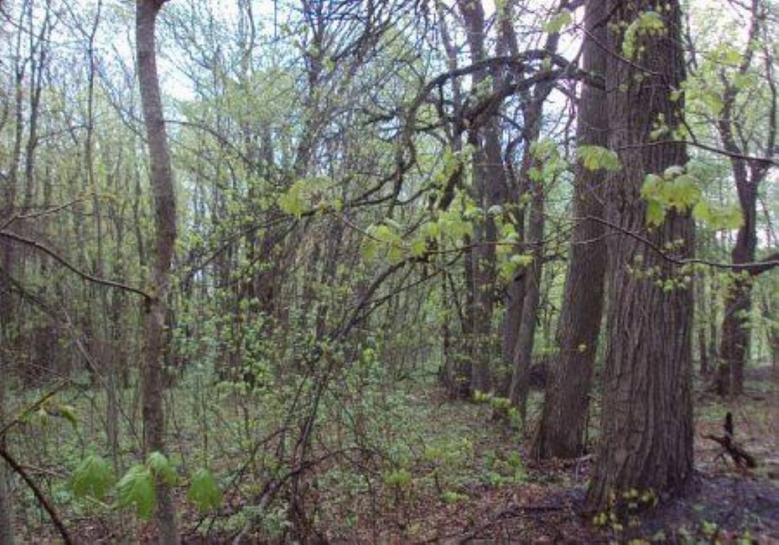 Парк (фрагменты) Парк (фрагменты)