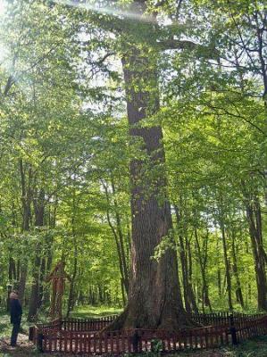 Царь-дуб Пожежинский