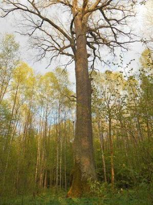 Дуб-патриарх Пожежинский