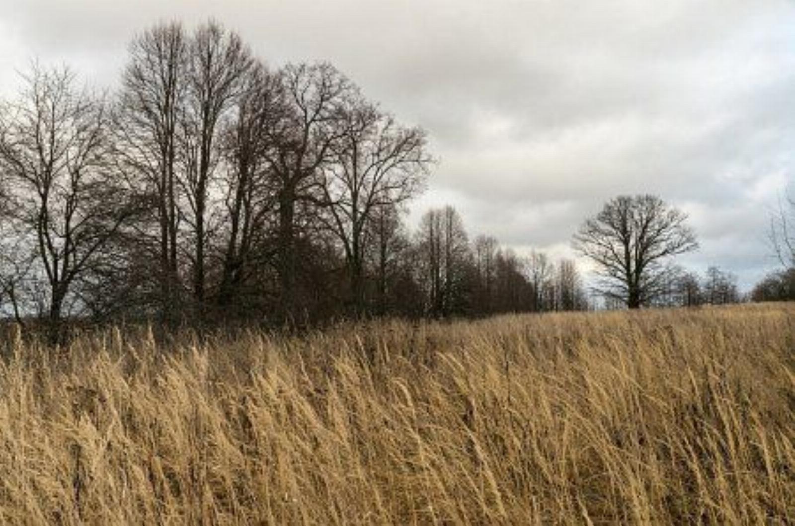 Парк (фрагменты) Парк (фрагменты)