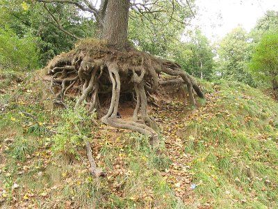 Парк (фрагменты)