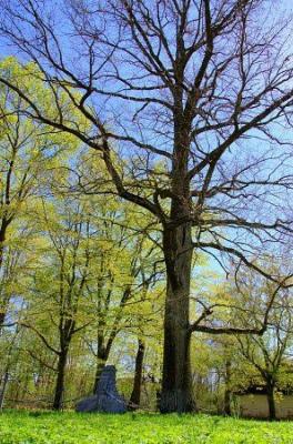 Дуб, посаженный Элизой Ожешко