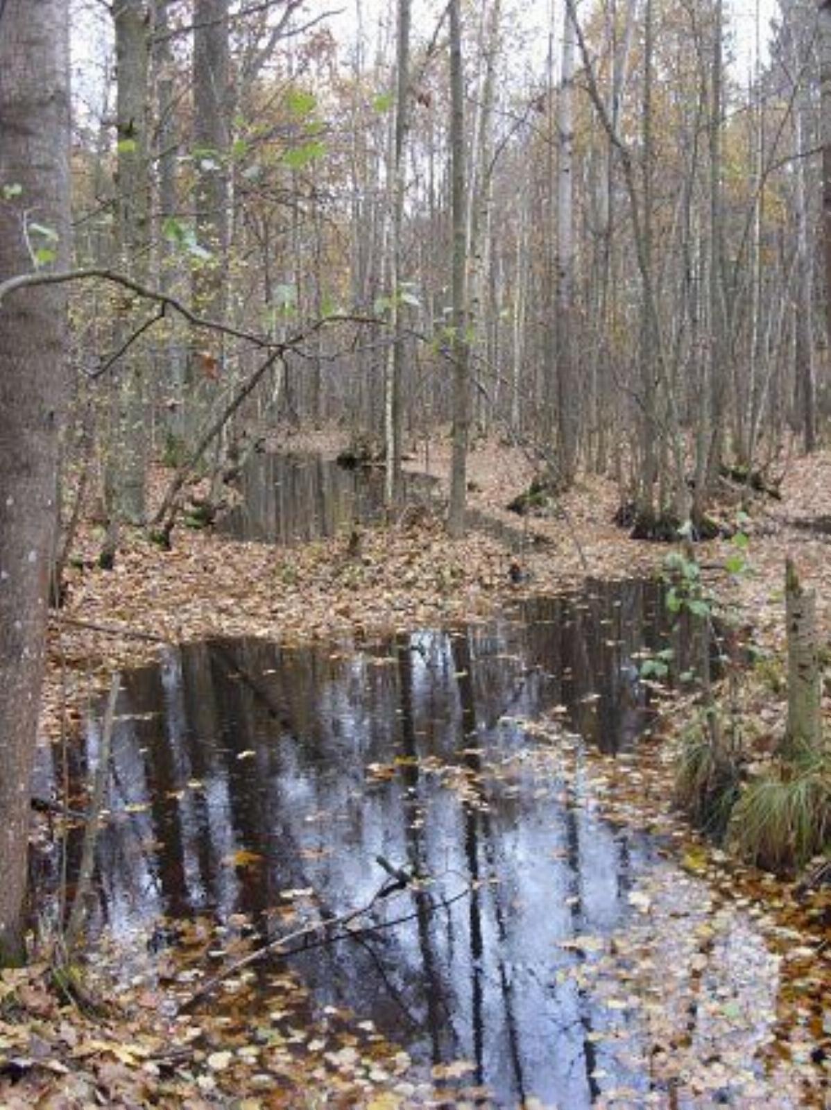 Парк (фрагменты) Парк (фрагменты)