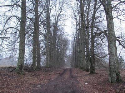 Аллея въездная