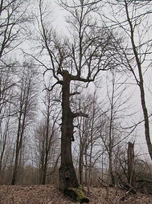 Парк (фрагменты)