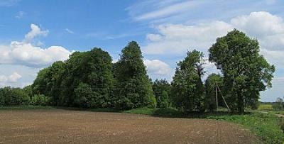 Парк (фрагменты)