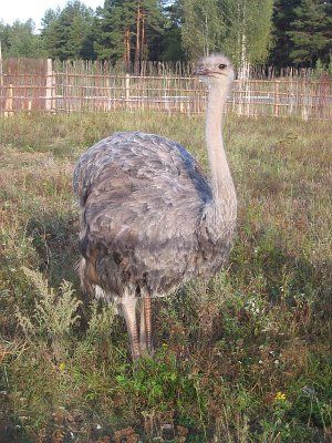 Страусиная ферма