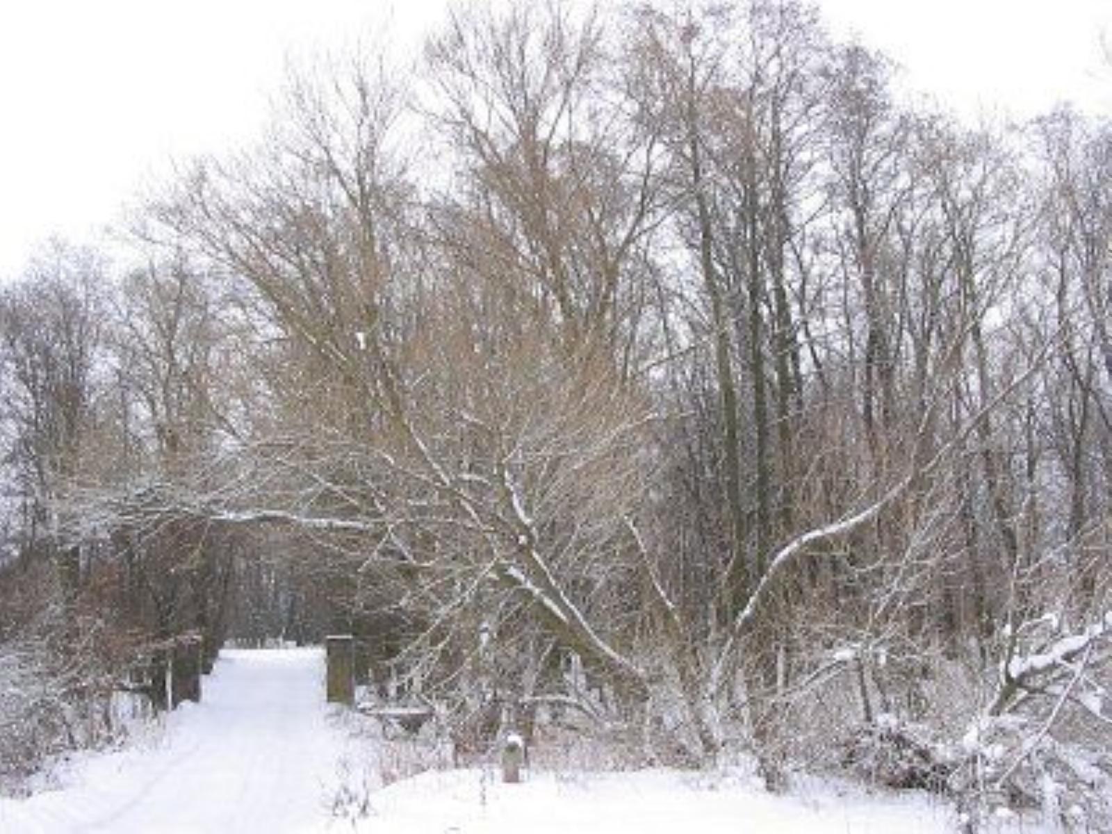 Парк (фрагменты) Парк (фрагменты)