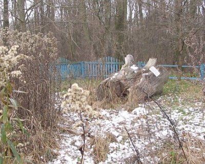 дуб Мицкевича