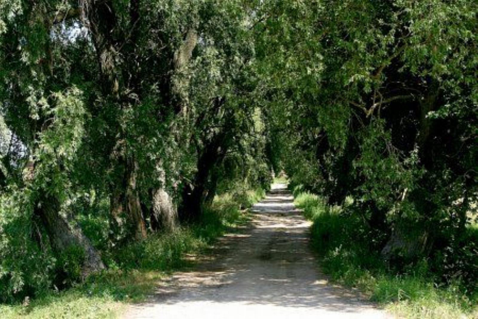 Аллея въездная Аллея въездная