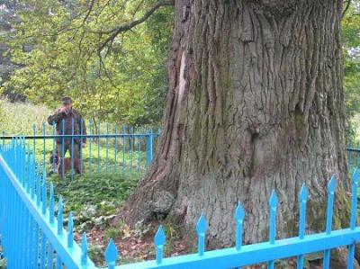 Дуб-патриарх