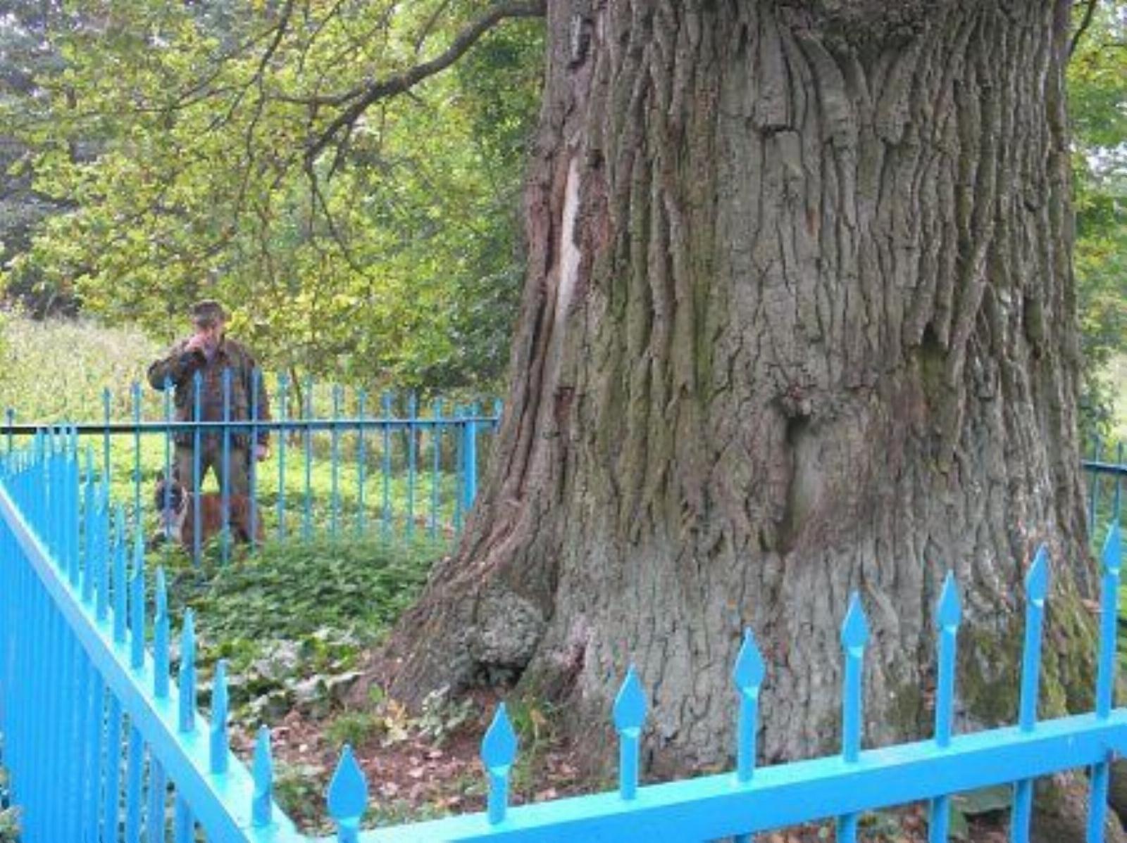 Дуб-патриарх Дуб-патриарх