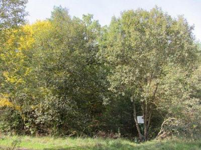 Парк (фрагменты)