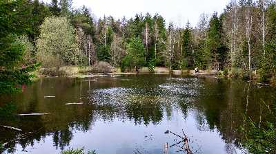 Лесное озеро