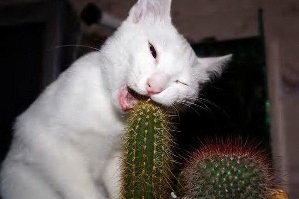 cat_24_30.jpg