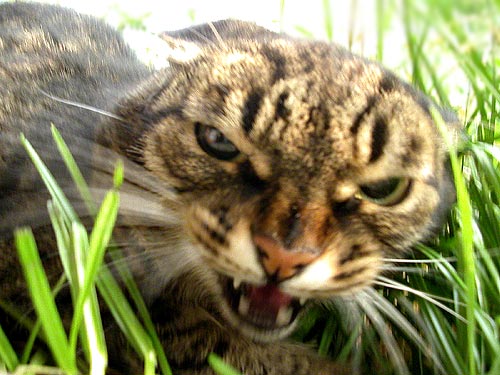 cat_24_29.jpg