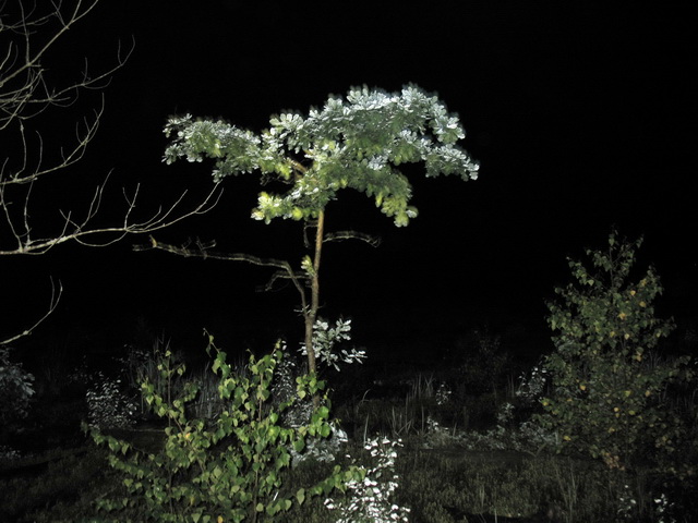 IMG_1483_RES.jpg