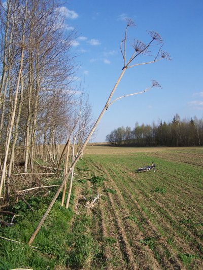 asd075.jpg
