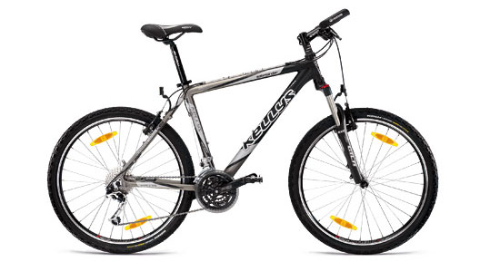 salamander.jpg