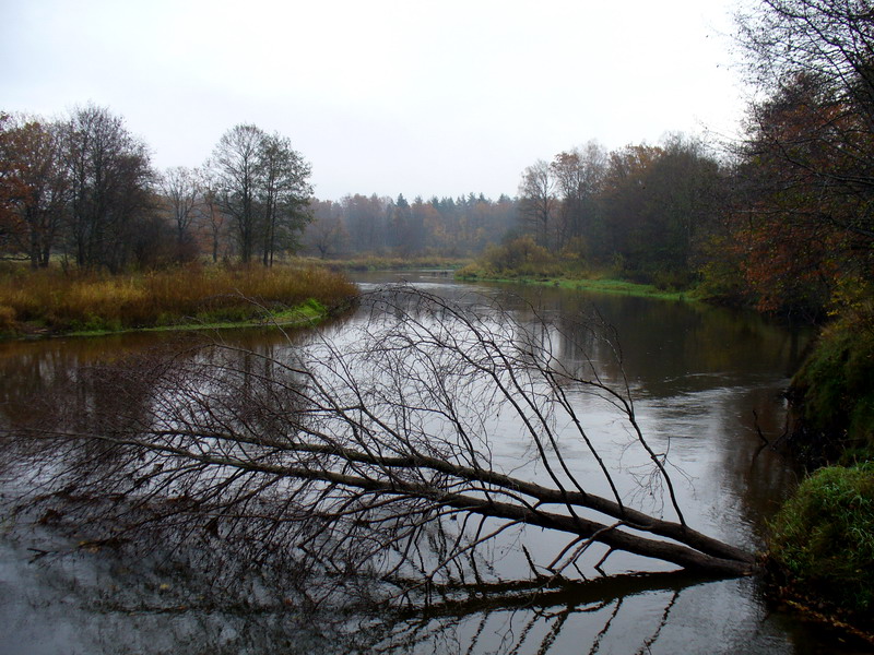 450987.jpg