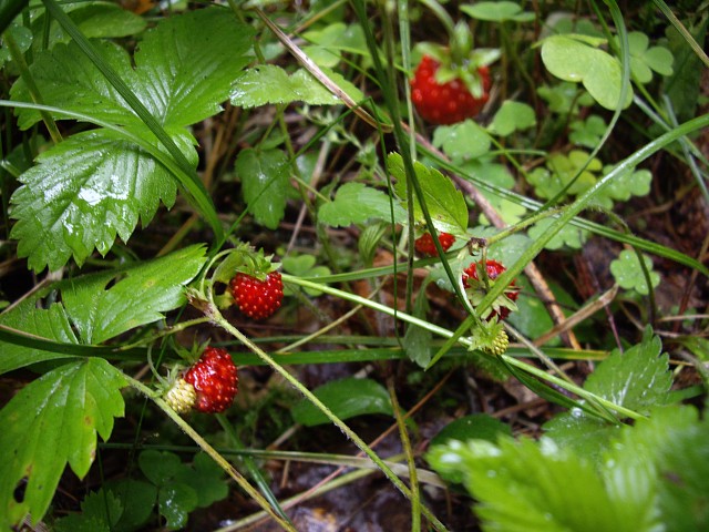 img017.jpg