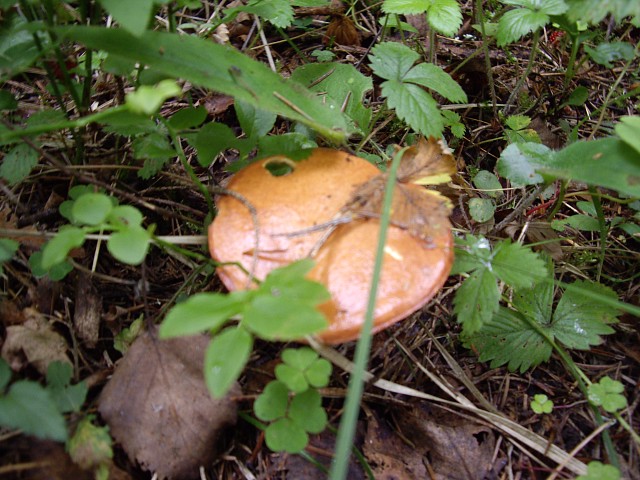 img009.jpg