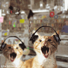 Cat1.gif