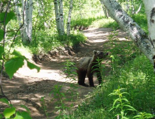 Meet_the_bear_.JPG