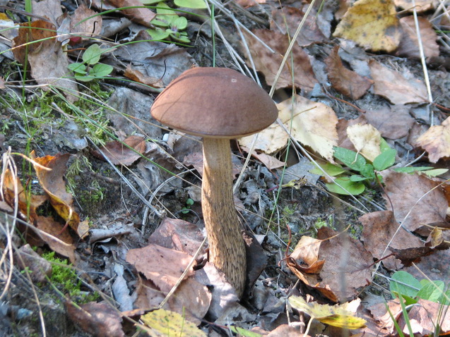 111_52.jpg