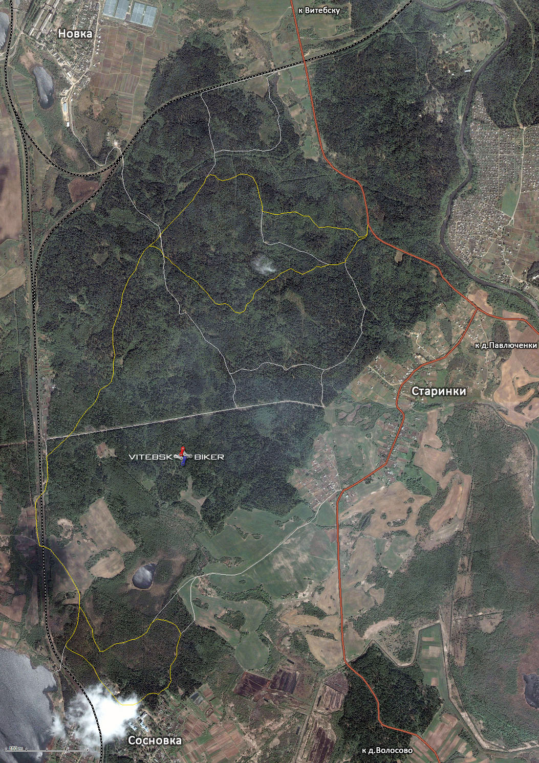 boroniki-sosnovka-150.jpg