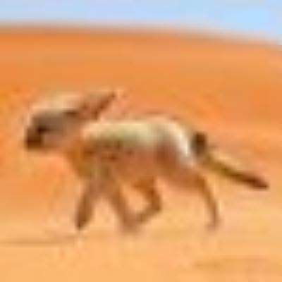 Fenek