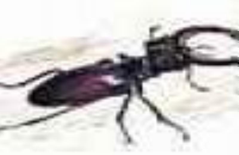 Beetle