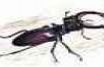 Beetle