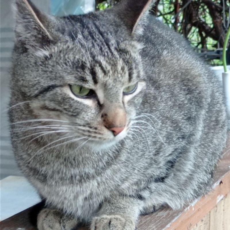 кот эдя