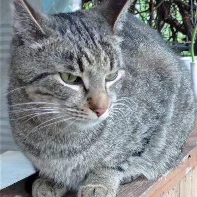 кот эдя