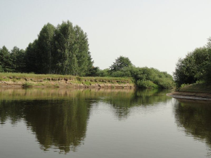 5. березы и сосны.JPG