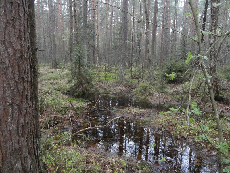 28._bolottse.JPG
