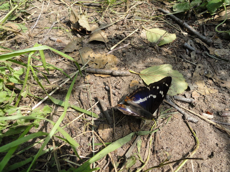 DSC01108.perelivnitsa_2.jpg