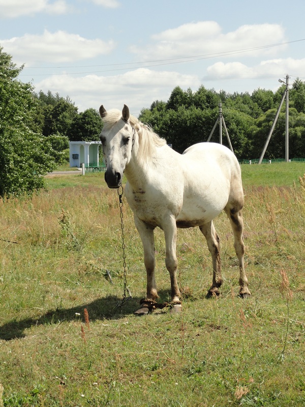 DSC07245.kon'.JPG
