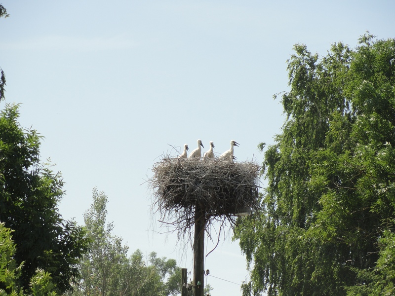 DSC07583.buslyanka_kazanovka.JPG