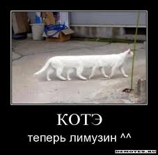 kote5.jpg