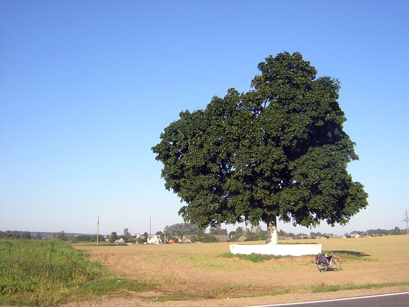 Pushcha30.jpg
