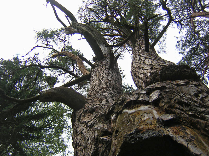 Borovukha-Boldyshi-Parf04.jpg