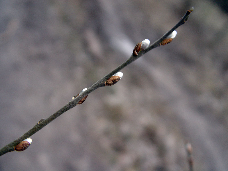 Cherapitskae01.jpg