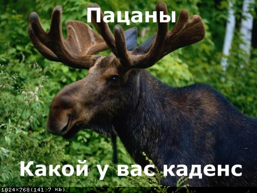 kadens.jpg