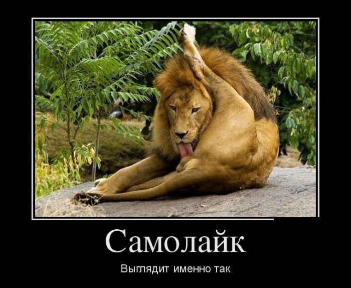 samolayk.jpg