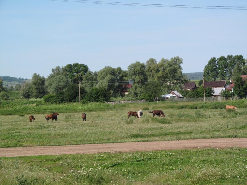 IMG_6781.jpg