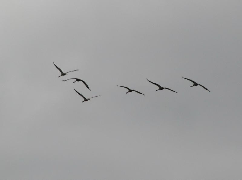 IMG_1006_4.jpg