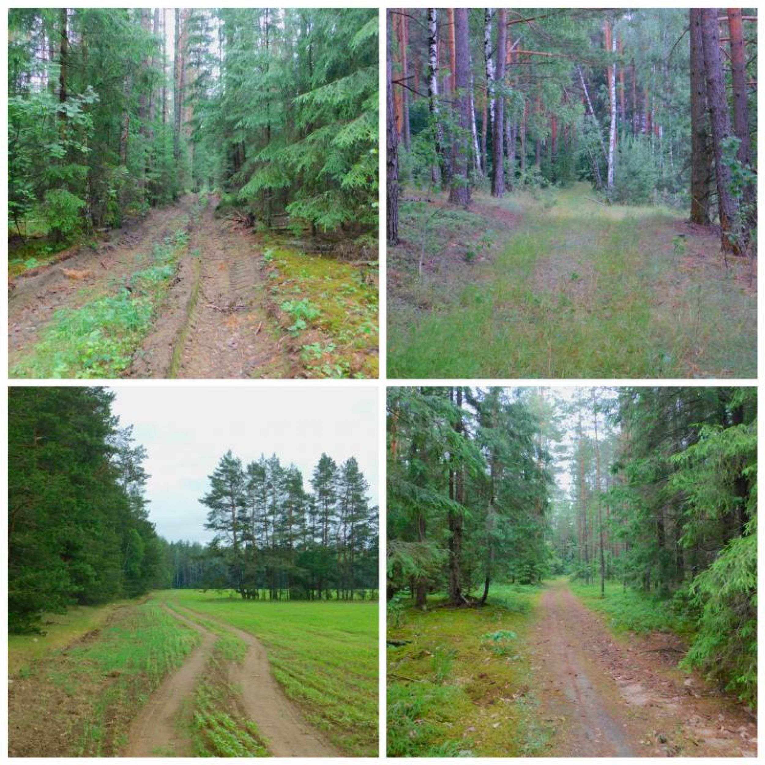 CollageMaker_20180619_073707410.jpg